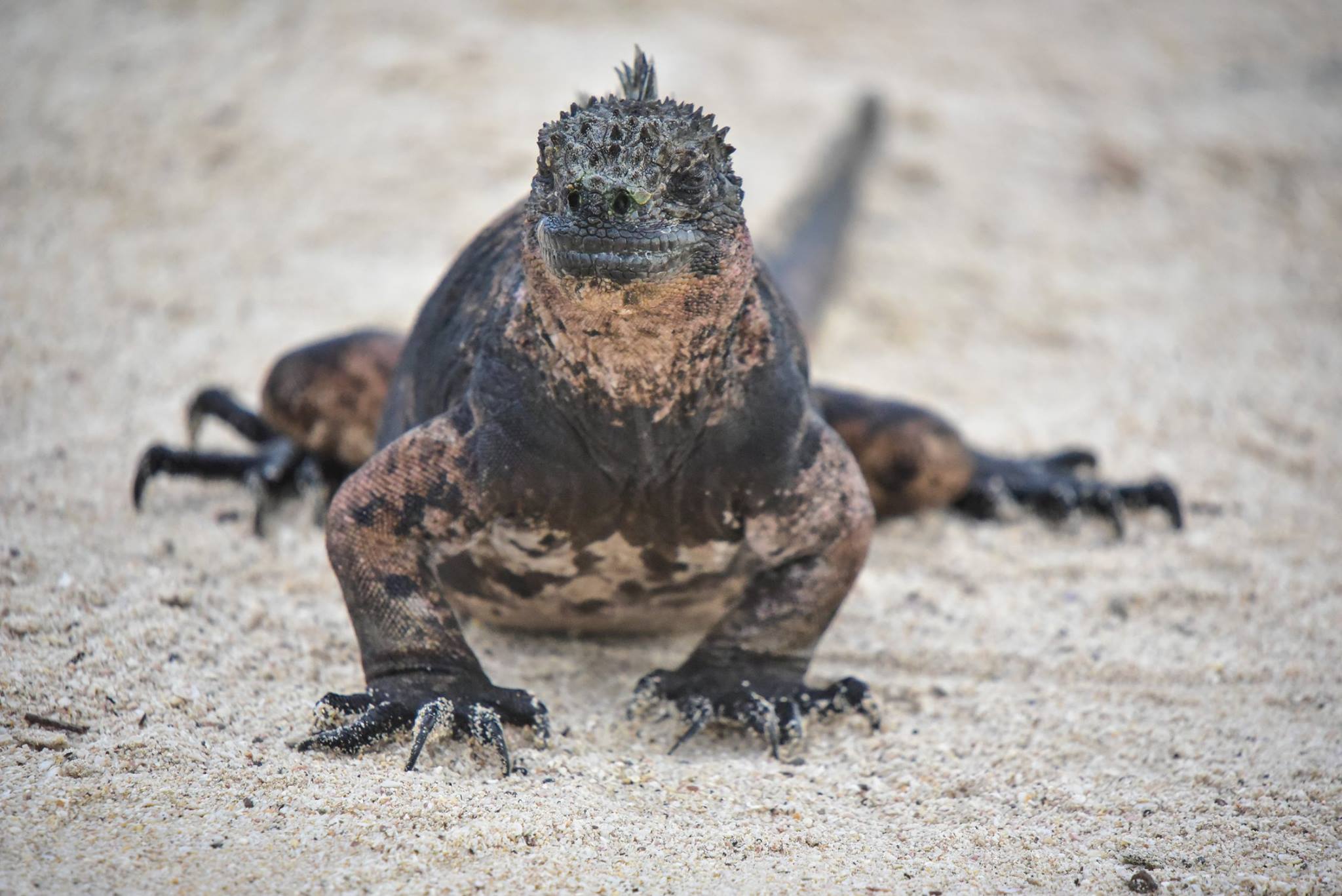 Despite boasting some of the planet’s youngest islands, there is an ancientness about the Galapagos Islands, a remote and fragile chain that’s home to some of the world’s strangest yet most endearing inhabitants.