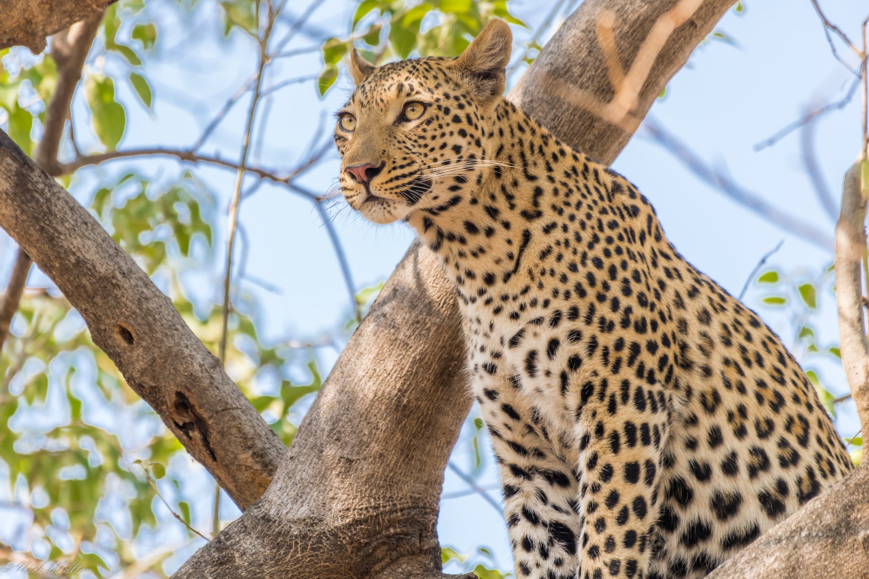 leopard in botswana