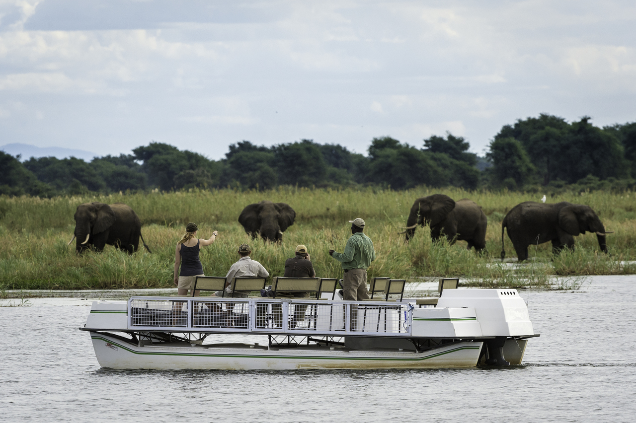 elephants watching in botswana