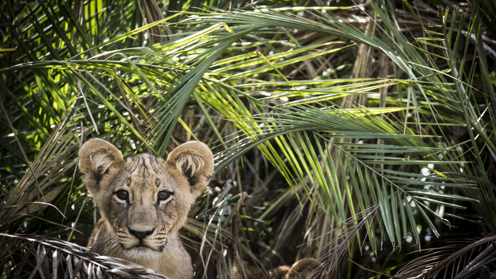 lion cub in botswana