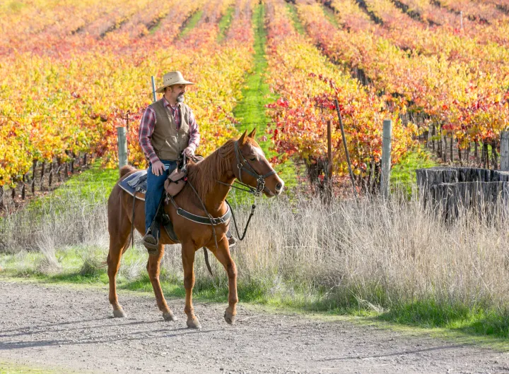 Head to Sonoma County for indulgent wellness experiences that range from yoga sessions set against picturesque vineyards to forest bathing and stargazing.
