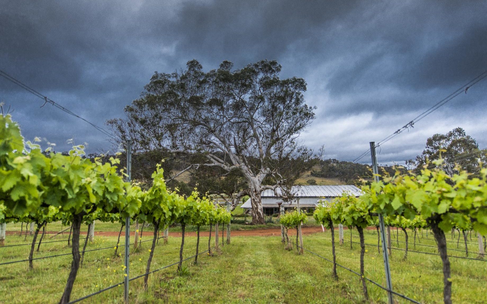 Mount Majura Vineyard
