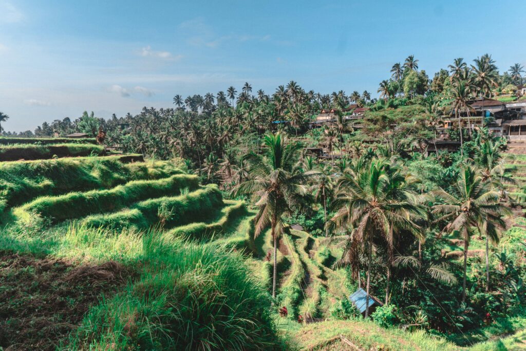 Ubud rice terraces