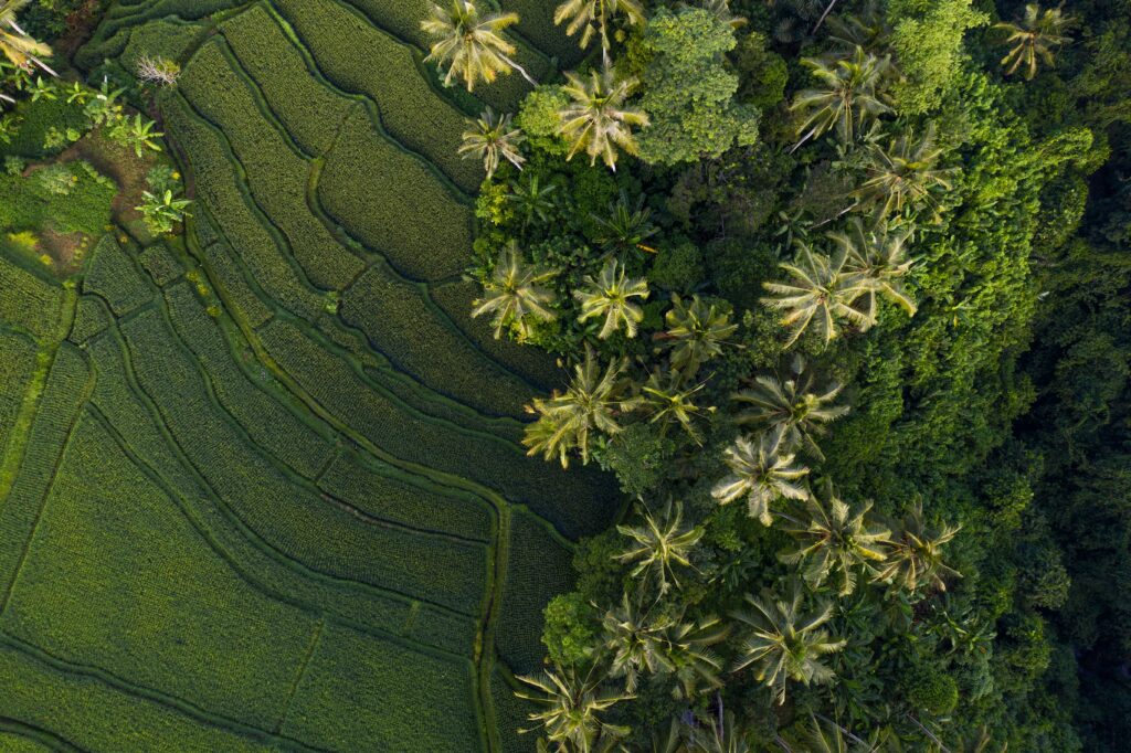 Ubud rice terraces aerial