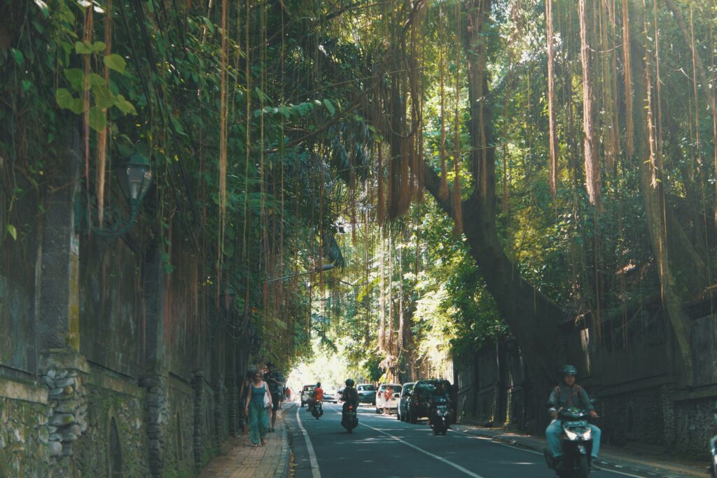 Ubud old forest