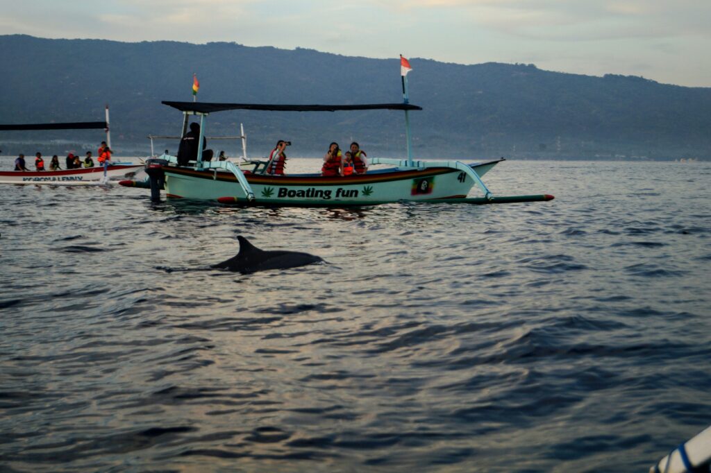 Lovina dolphin watching boat