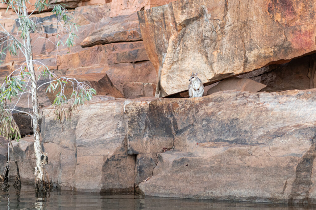 wildlife at El Questro
