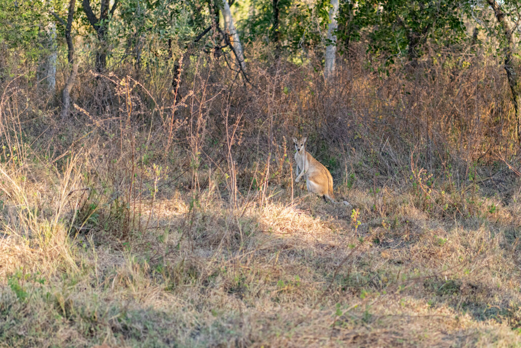 wallaby at Bullo River Station