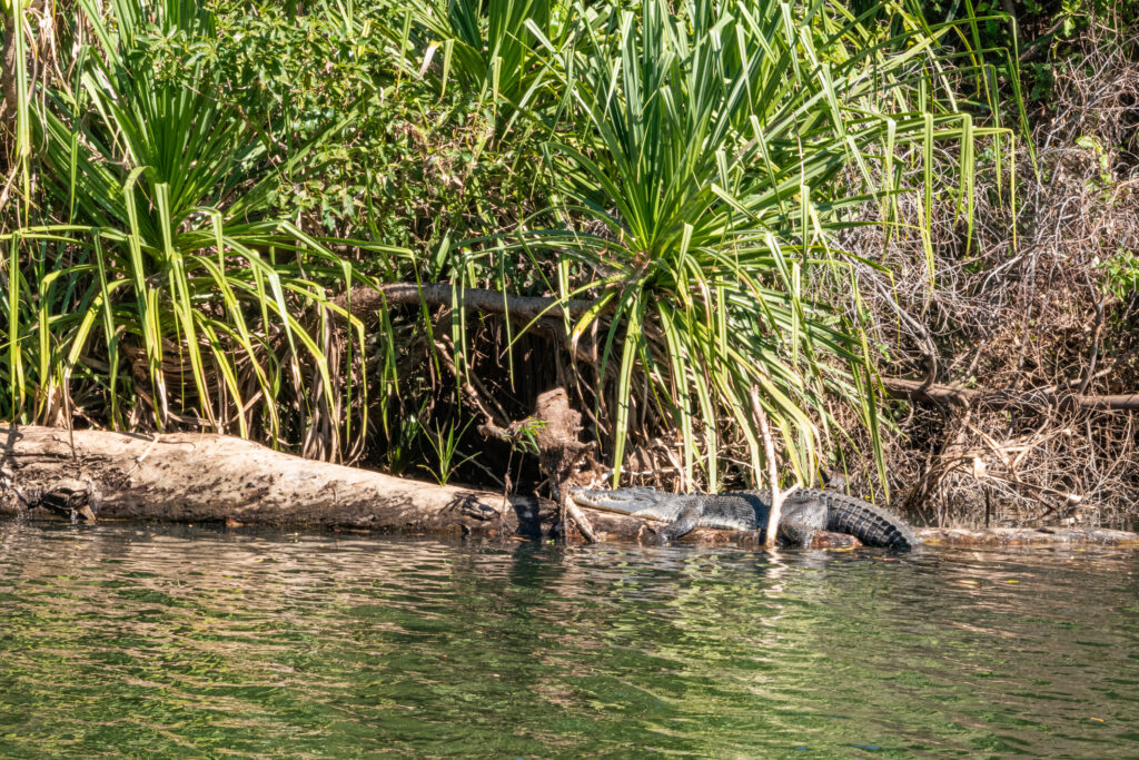 crocodile Bullo River Station