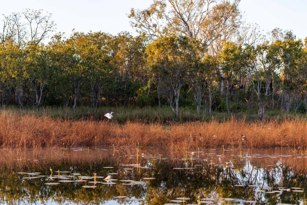 bird life at Bullo River station