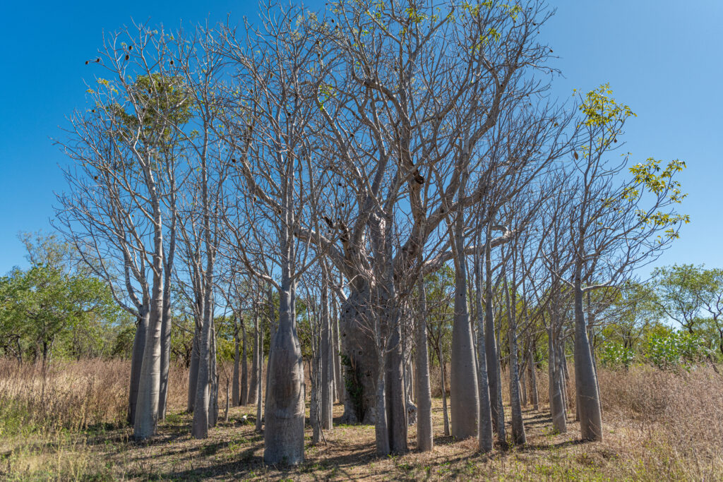 Bullo River Station trees