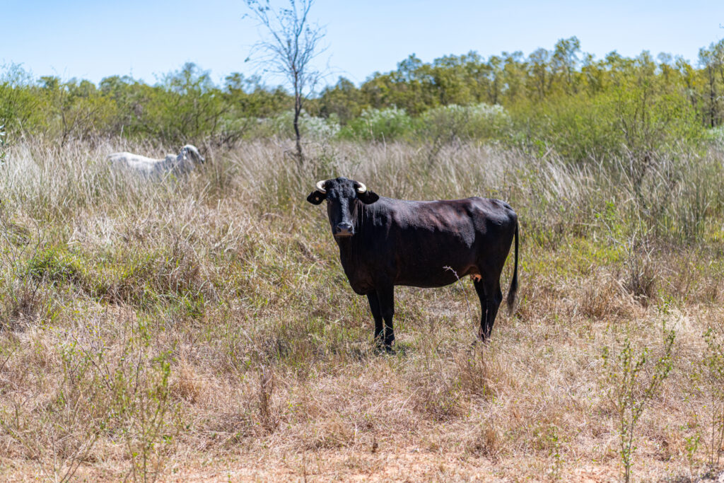 Bullo River Station cattle