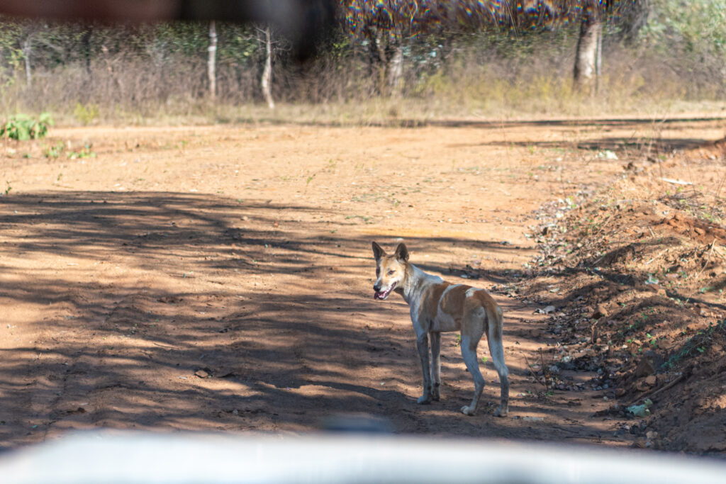 dingo at Bullo River Station