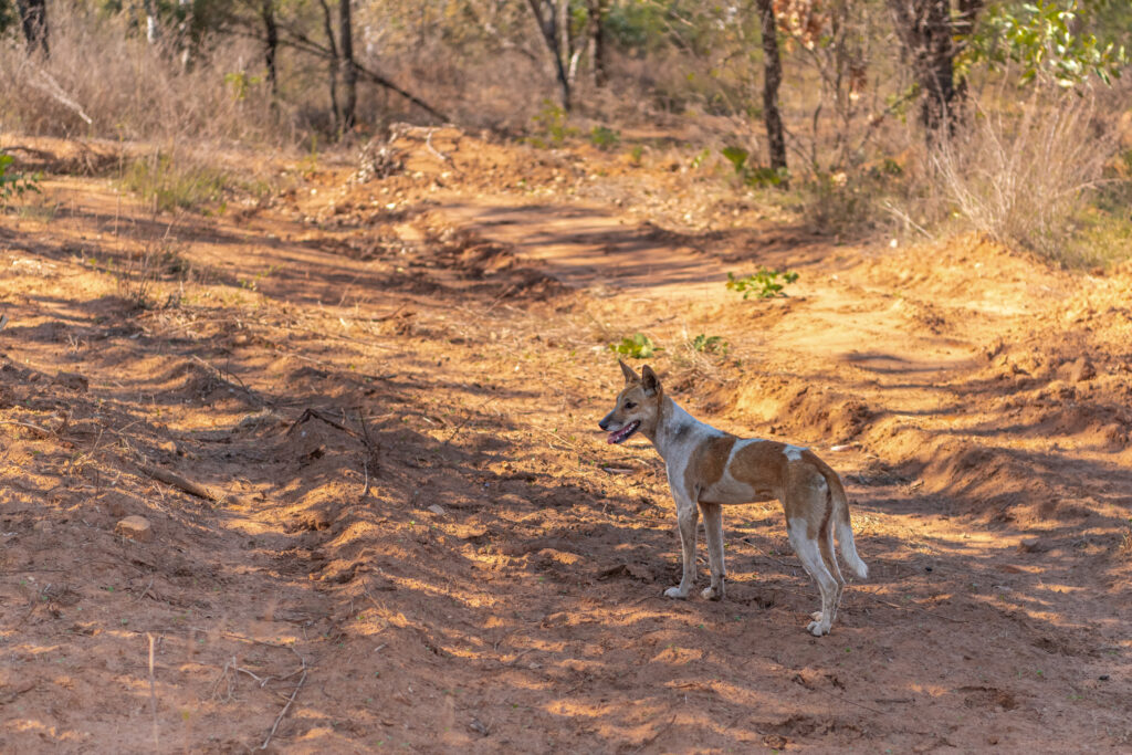 dingo in the Outback