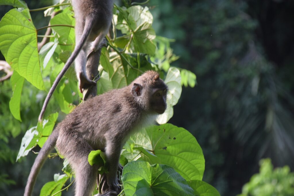 A monkey in a tree in Bali