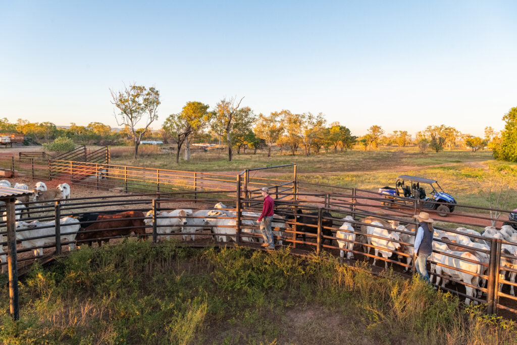 Bullo River Station cattle