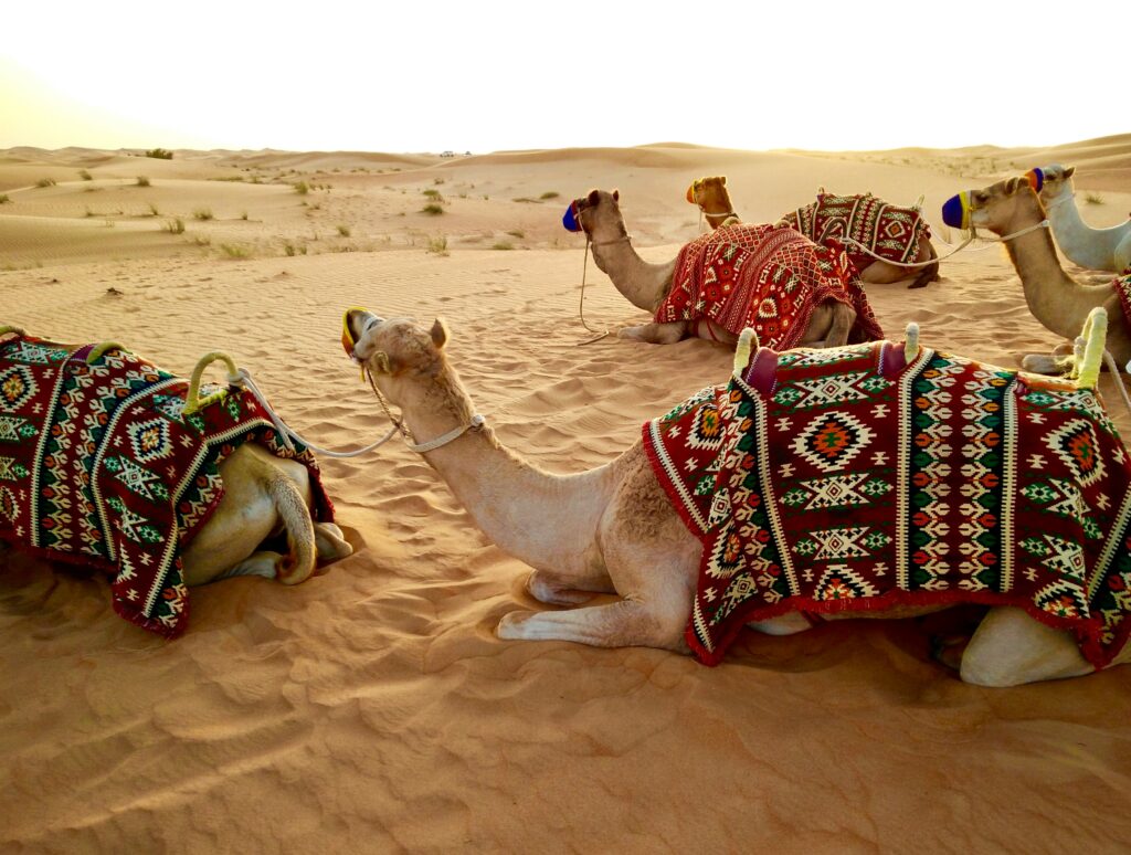 Dubai camels in desert