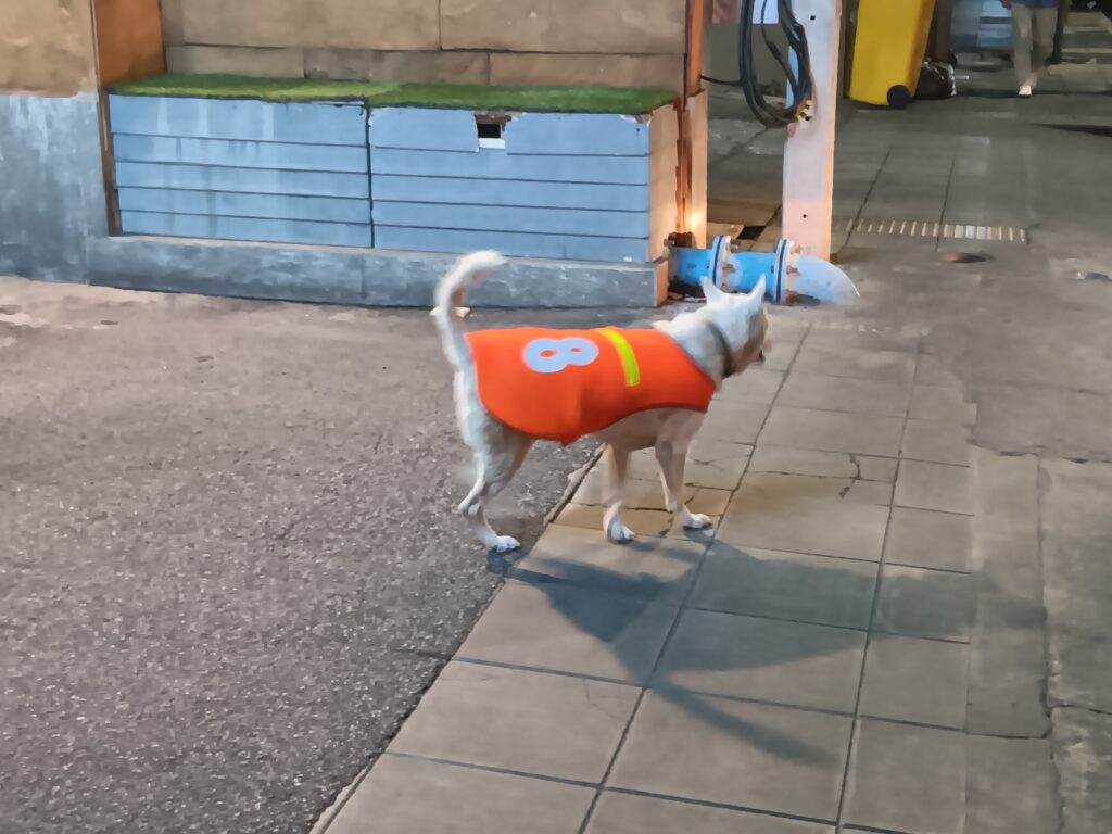 dog on Thong Lo Road