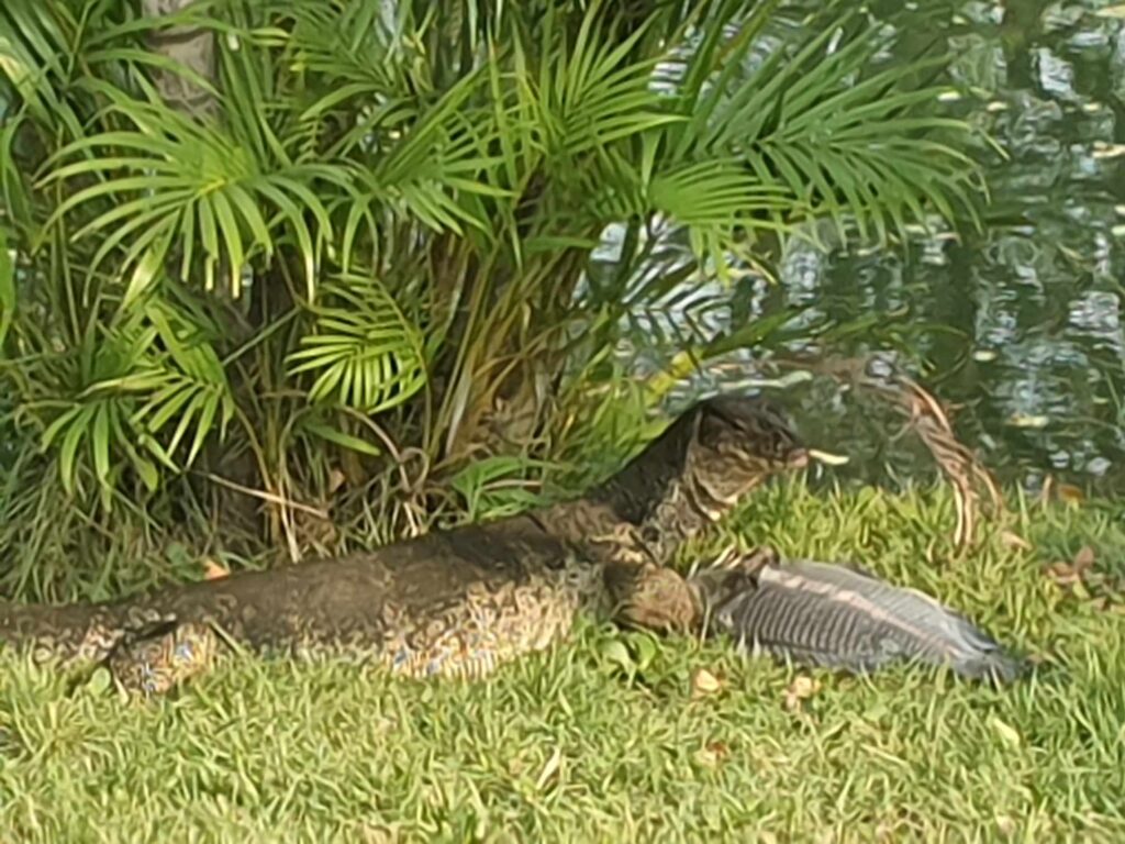 Lumphini Park water monitor