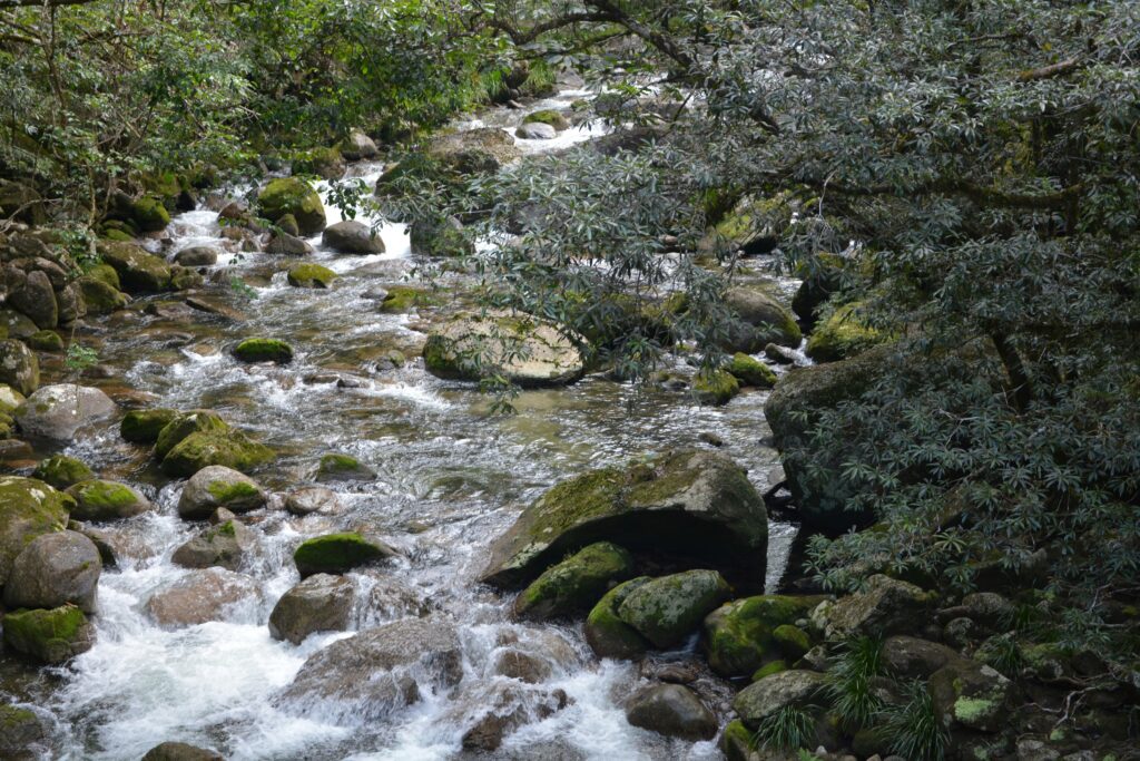 Mossman Gorge