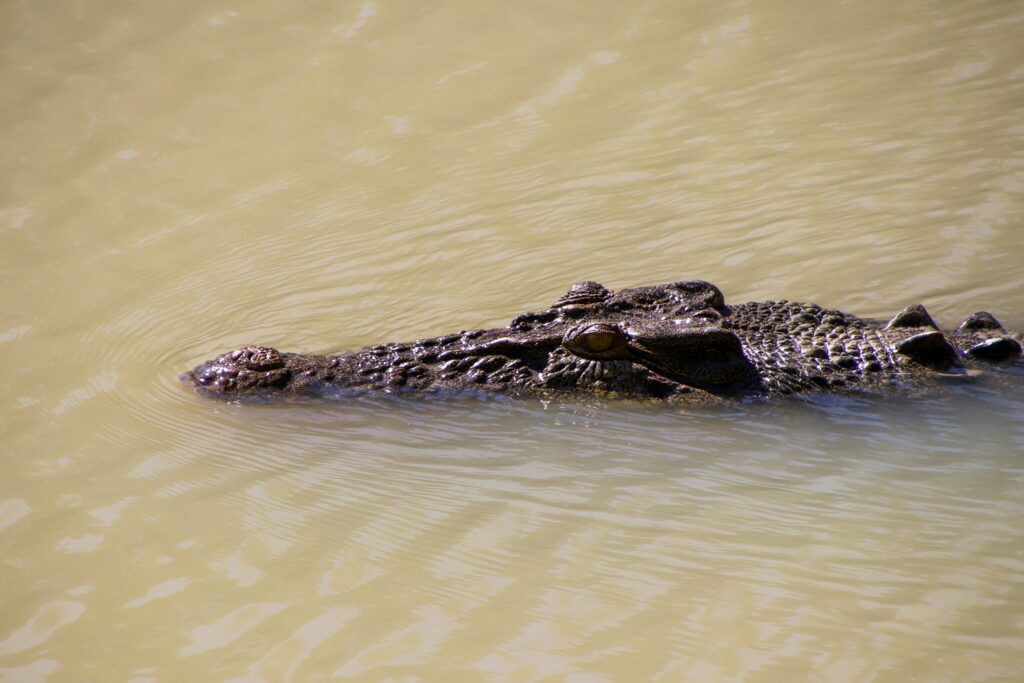 saltwater croc in Kakadu 