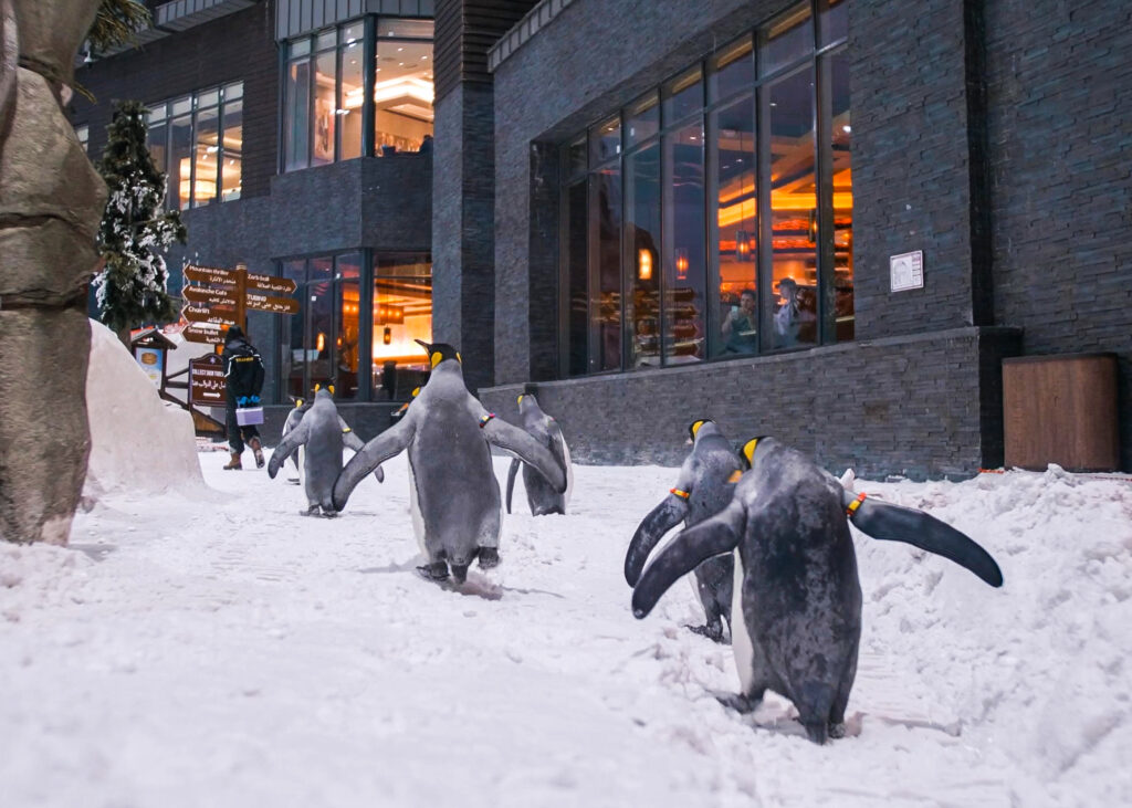 penguins at Ski Dubai