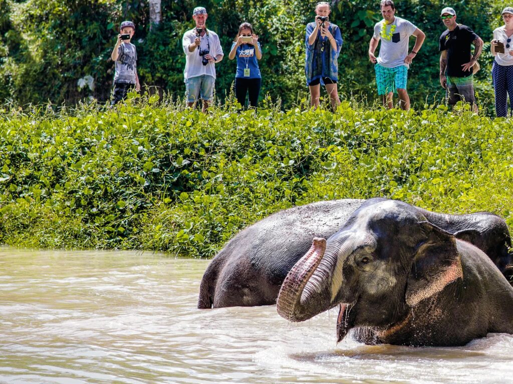 Phuket Elephant Sanctuary 