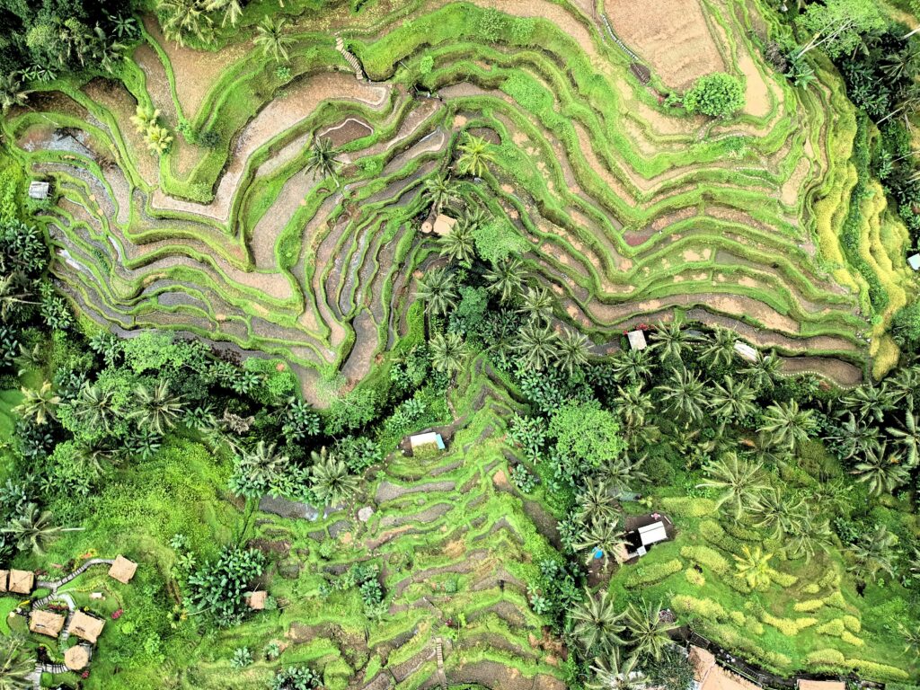 Ubud rice terraces view