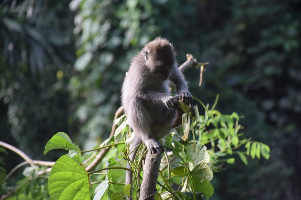 monkey in Bali